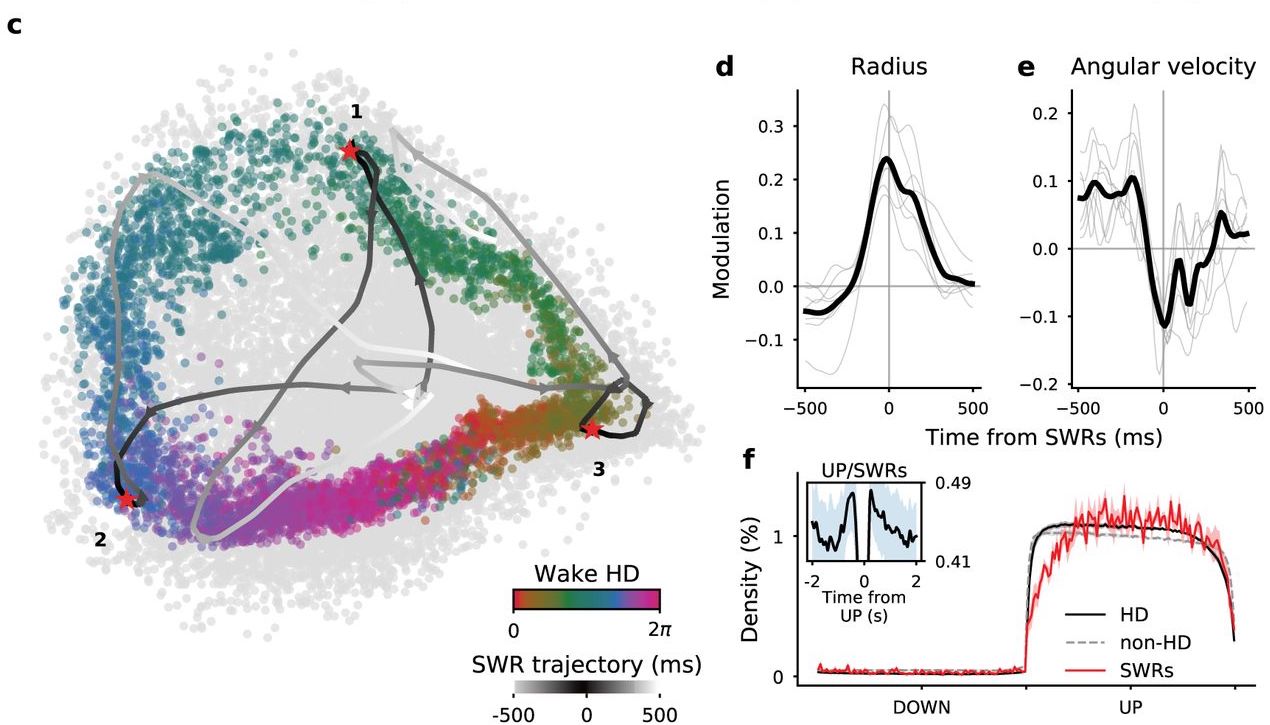 Analysis of Neural Manifolds during Sharp Wave Ripples in rodents